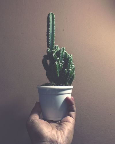 Close-up of hand holding small potted plant against wall