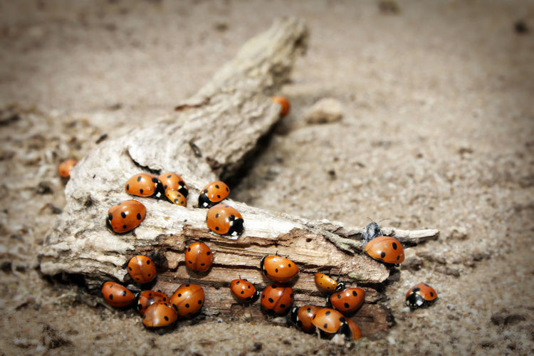 Group of ladybugs on branch