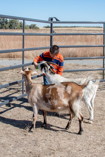 A pair of goats at a petting zoo enjoy food from a young boy
