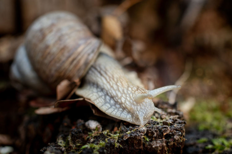 Close-up of edible snail in its natural environment
