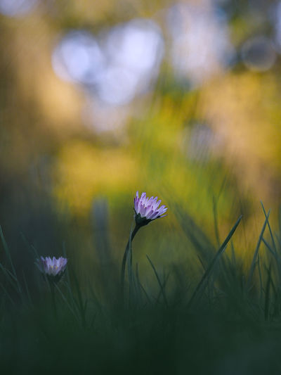 Close-up of purple crocus flowers on field