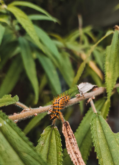 Close-up of insect on plant