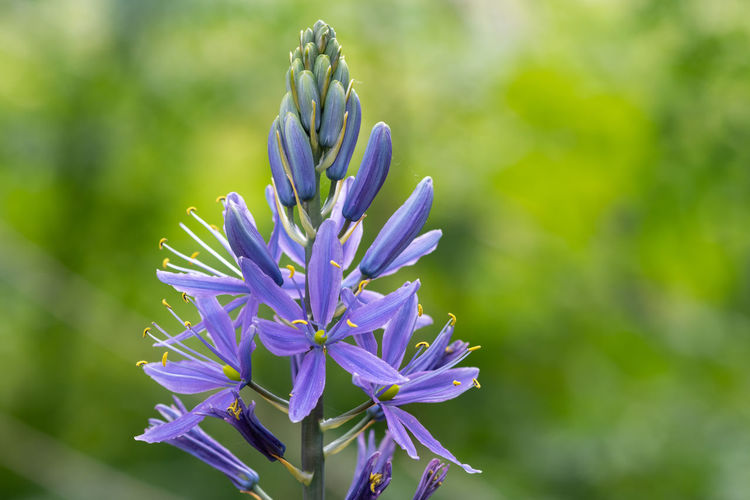 Close up of a camassia flower in bloom in the garden