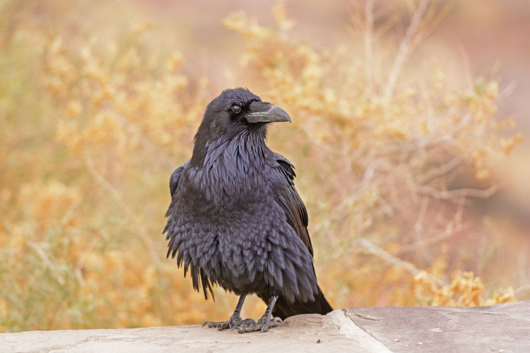 Common raven with ruffled feathers in petrified forest national park in arizona