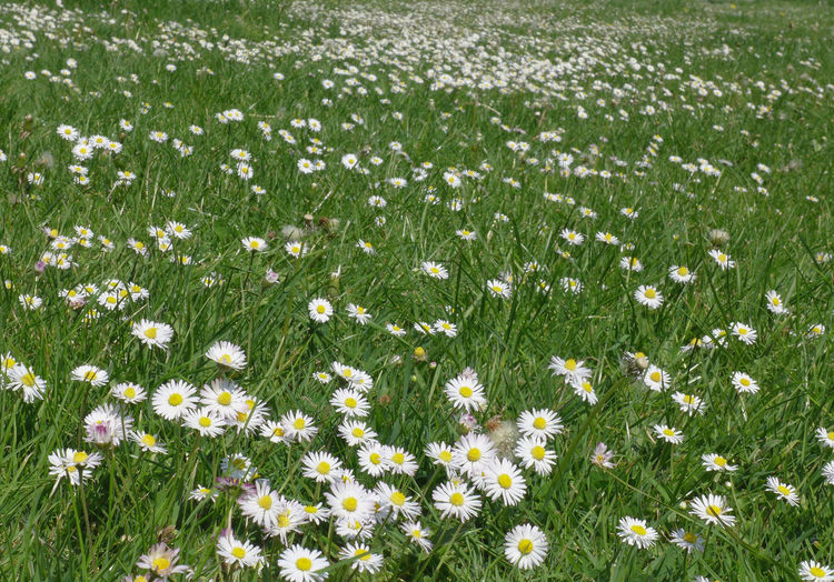 Full frame shot of white daisy flowers in field