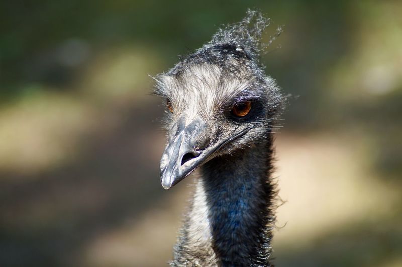 Close-up portrait of an ostrich