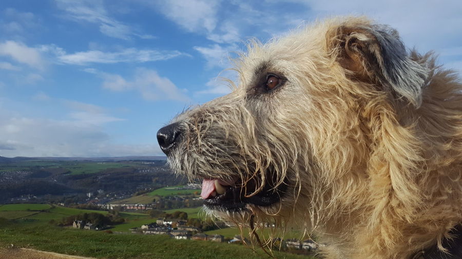 Side view of irish wolfhound against sky