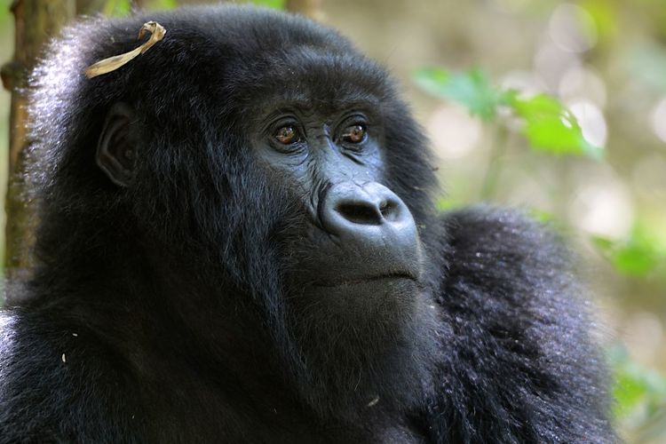 Mountain gorilla in rwanda volcanic mountains