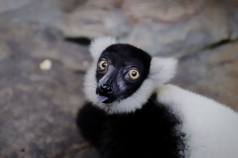 Portrait of lemur in zoo