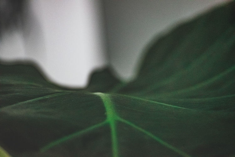 Close-up of leaf on bed