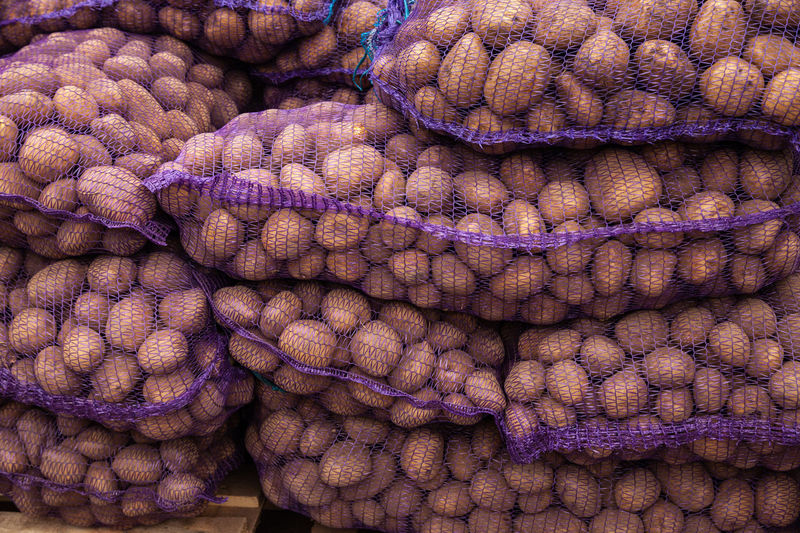 Potatoes in net bags at the farmers market. a bag of raw and dirty potatoes. fresh potatoes 