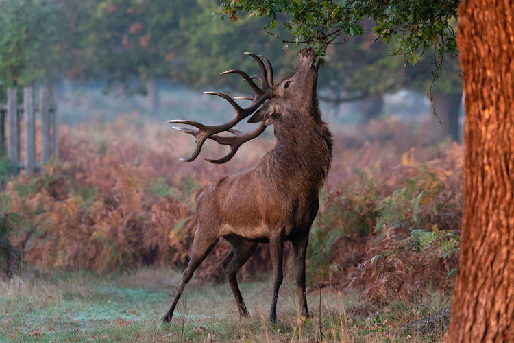 Stag standing by tree in forest