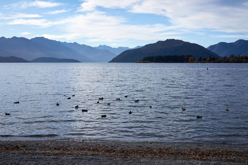 Birds swimming in lake by mountains against sky
