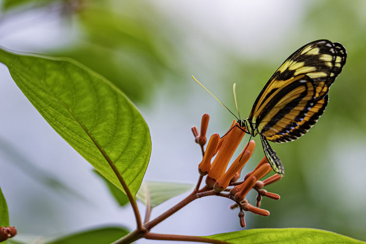 Butterfly on leaf