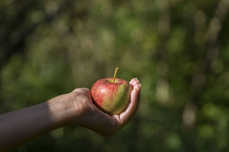 Cropped hand of person holding apple