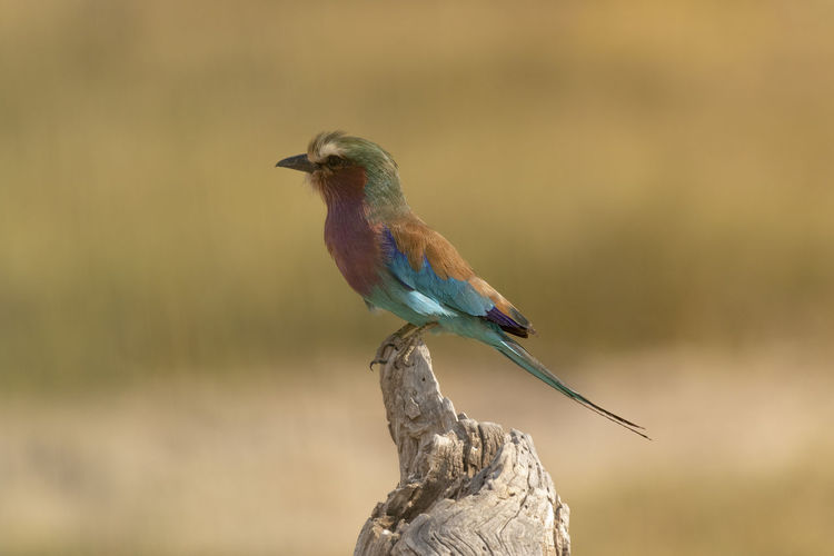 Lilac breasted roller bird perching on a tree trunk