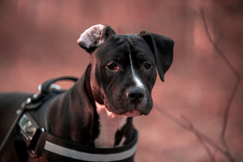 Close-up portrait of dog looking at camera