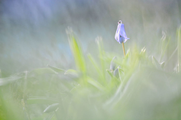 Close-up of purple crocus flowers on field