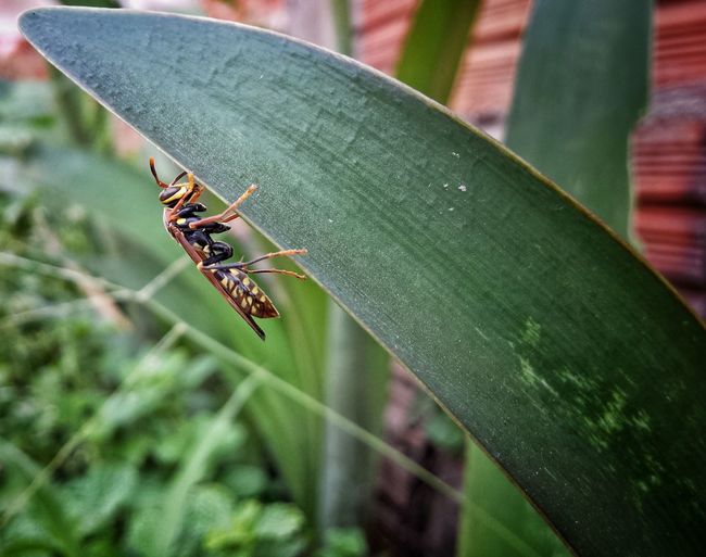 Wasp on grass blade