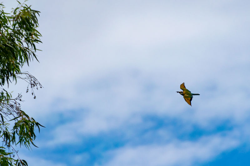 White-throated bee-eater, merops albicollis, in flight in entebbe, uganda