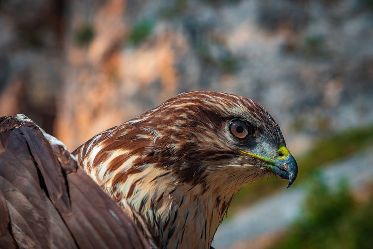 Close-up of eagle