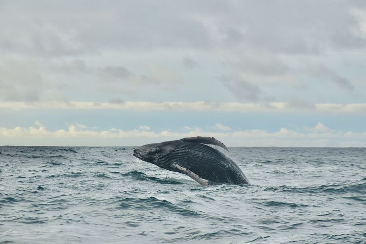 Whale jumping next to nuqui, colombia