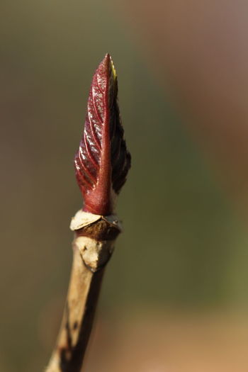 Close-up of red bud