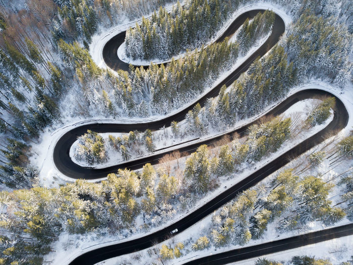 High angle view of plants growing in snow