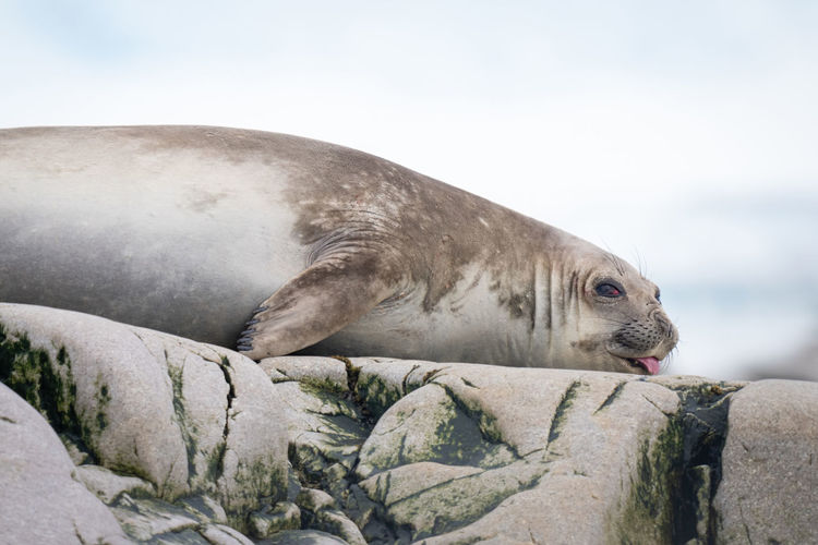 Close-up of elephant seal lying on rocks