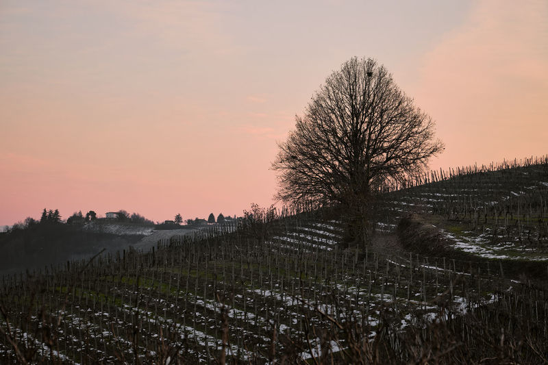 View of vineyard against sky during sunset