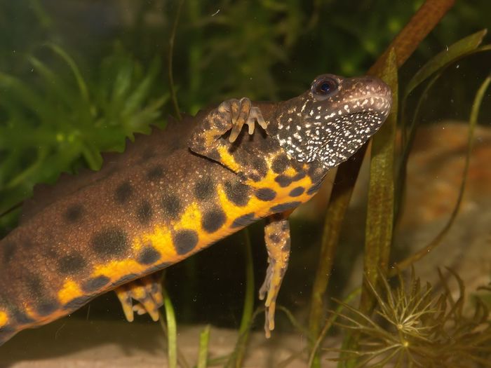 Detailed closeup on a colorful male triturus carnifex, italian crested newt, underwater