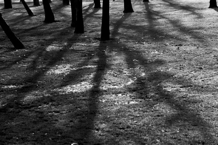 High angle view of shadow on tree