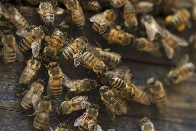 Close-up of honey bees 