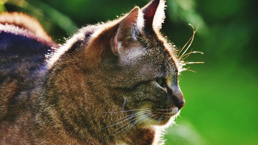 Close-up of a whisker cat looking to the right side