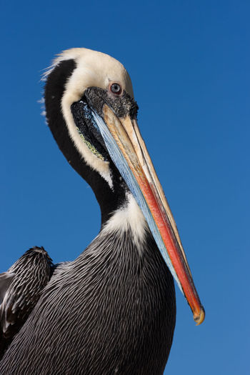 Close-up of pelican against clear blue sky