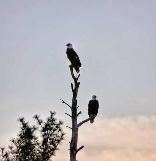 Eagles perching on a tree