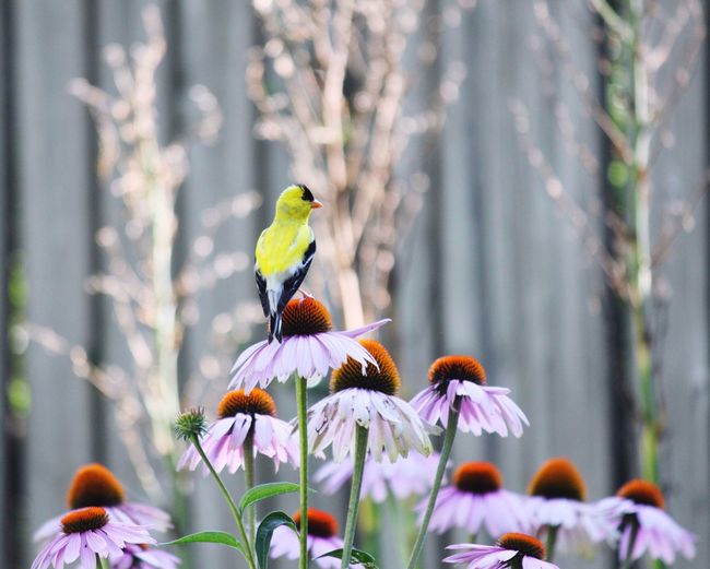 Close-up of bird perching on purple coneflower