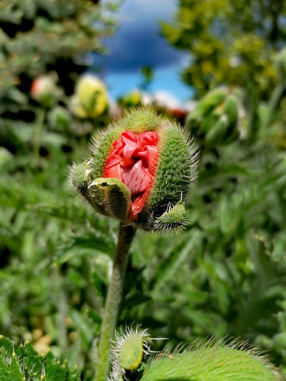 CLOSE-UP OF RED FLOWER ON GREEN PLANT