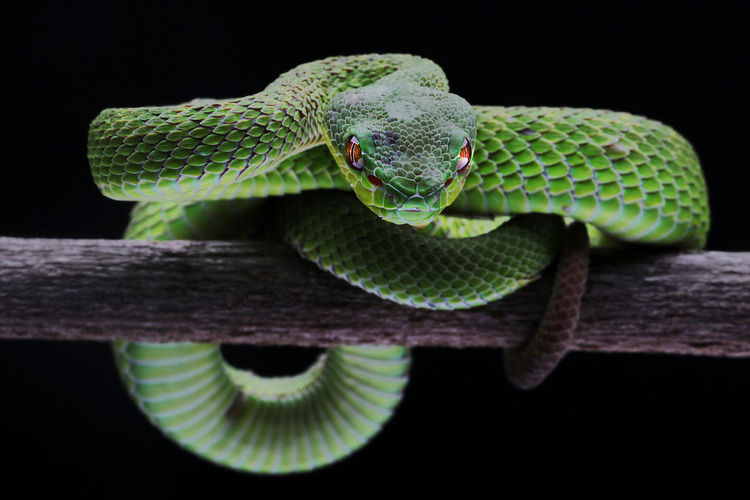 Close-up of snake on black background