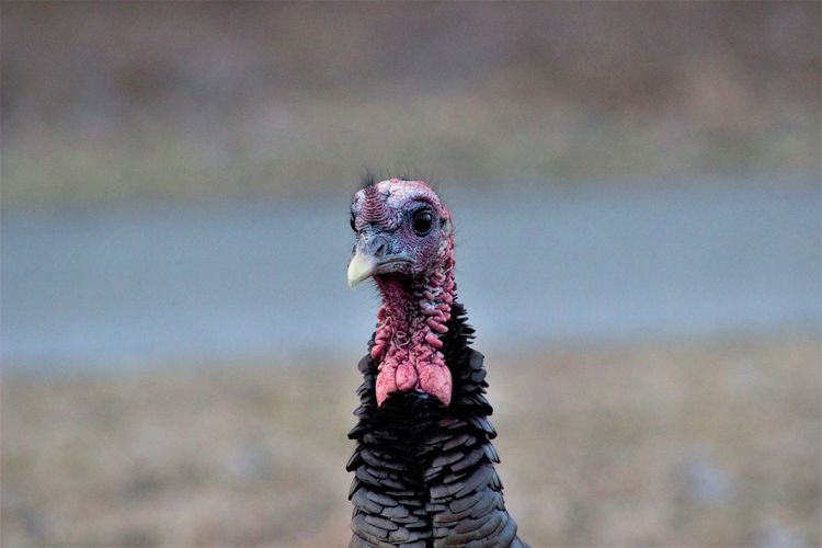Wild turkey  close-up