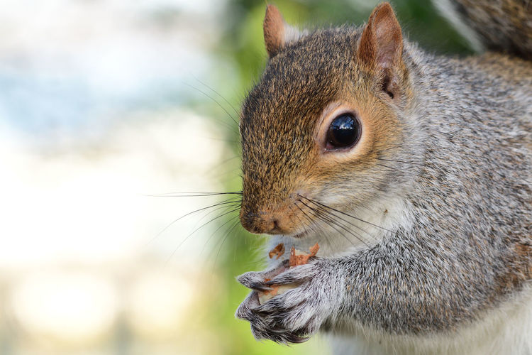 Portrait of a grey squirrel eating a nut 