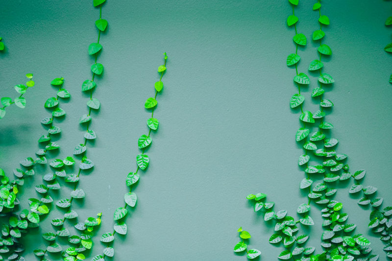 Close-up of green leaves against wall