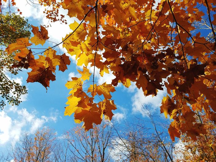 Low angle view of maple leaves on tree against sky
