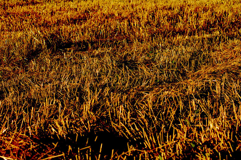 Full frame shot of crops growing on field
