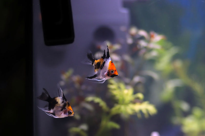 Close-up of fish swimming in tank