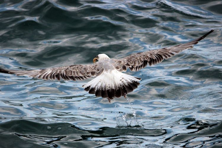Rear view of eagle flying over rippled water