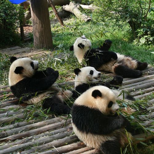 View of panda bears in zoo