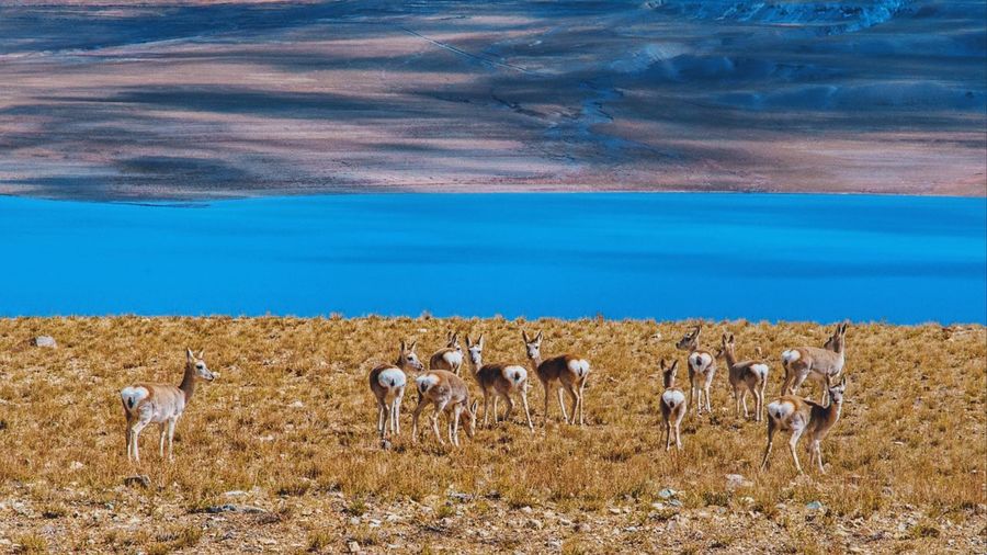 Tibetan gazelles on the lakeside in tibet