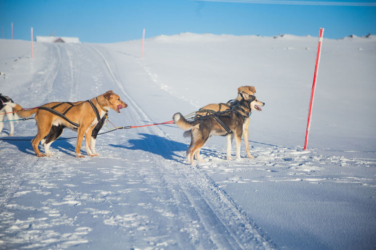 A beautiful six dog team pulling a sled in beautiful norway morning scenery. 