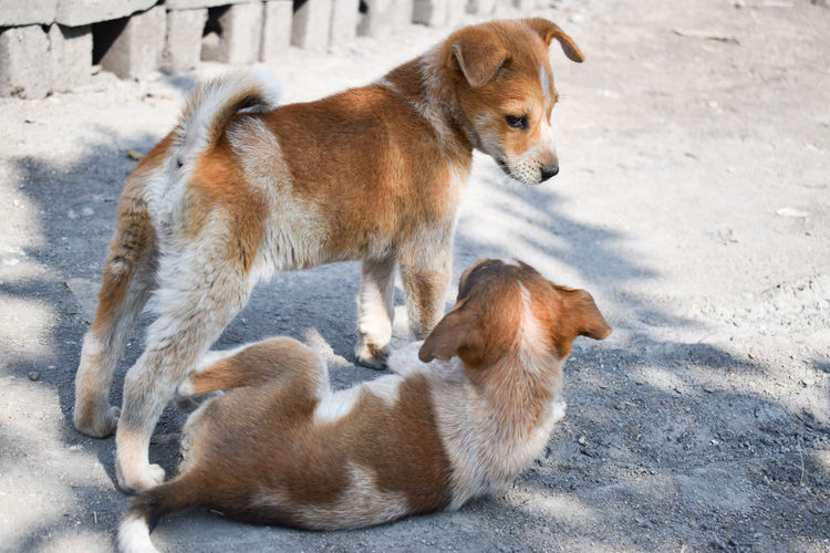 Side view of two dogs